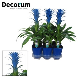 Guzmania Ocean Blue Luxe Keramiek (Decorum)