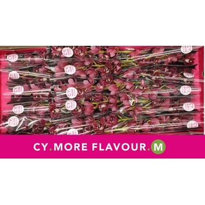 Mini cymbidium 'Howard Robin' 50 cm