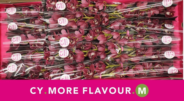 <h4>Mini cymbidium 'Howard Robin' 50 cm</h4>