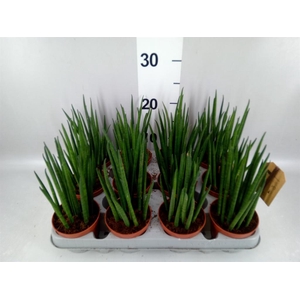 Sansevieria bacularis