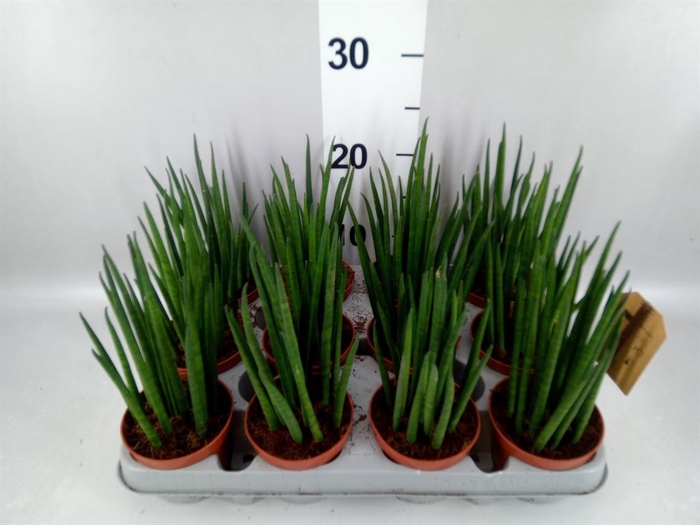 <h4>Sansevieria bacularis</h4>