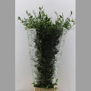 Ruscus Italy Large 100cm ( 4 Stem )