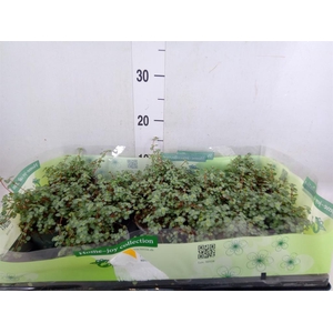 Pilea glaucophylla 'Greyzy'