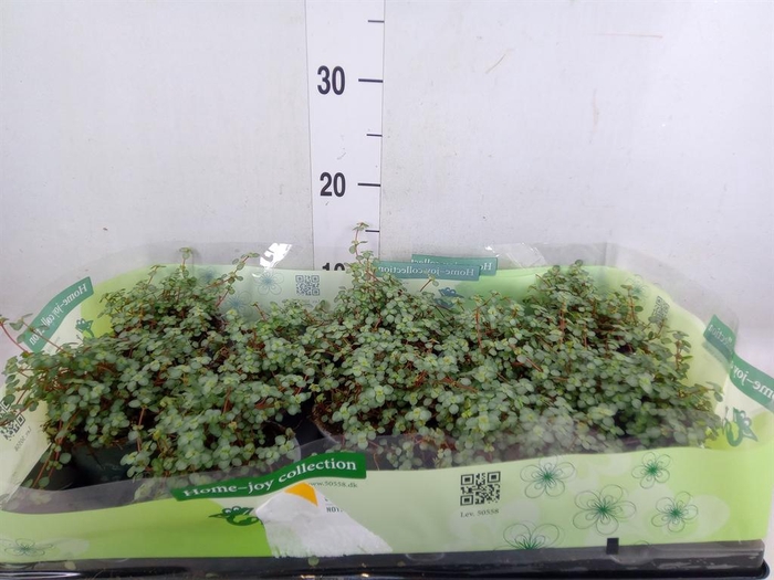 <h4>Pilea glaucophylla 'Greyzy'</h4>