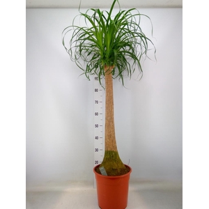 Beaucarnea recurvata