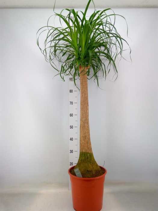 <h4>Beaucarnea recurvata</h4>