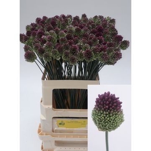 ALLIUM SPHAEROCEPHAL