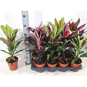 Cordyline mixed 13Ø 50cm 1pp