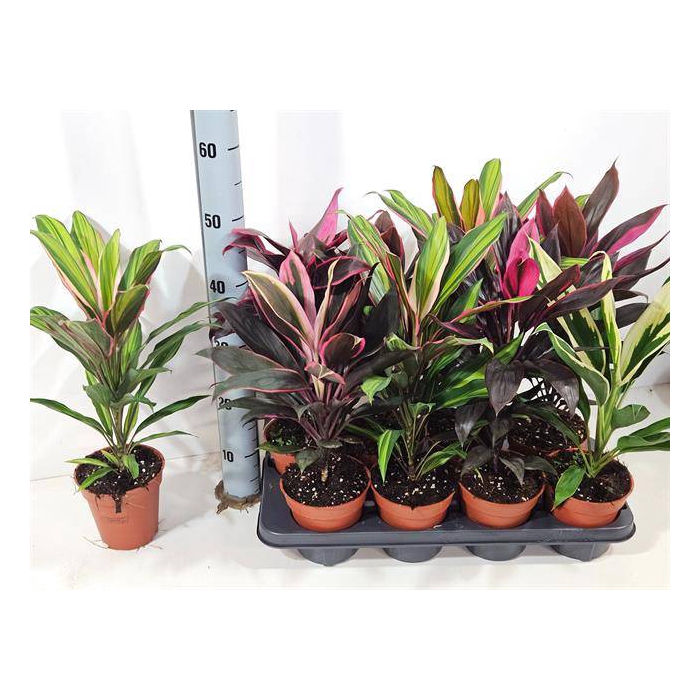 <h4>Cordyline mixed 13Ø 50cm 1pp</h4>