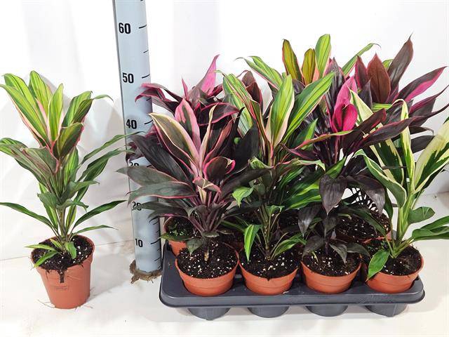 Cordyline mixed 13Ø 50cm 1pp