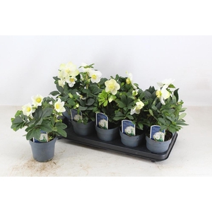 Helleborus nig. Christmas Carol