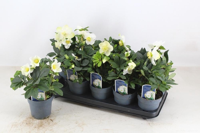 <h4>Helleborus nig. Christmas Carol</h4>