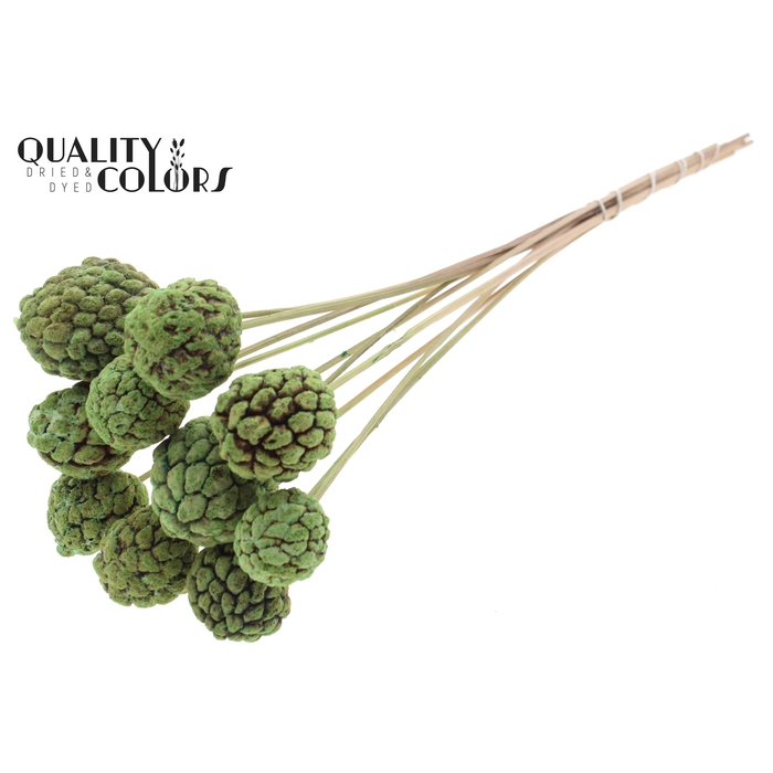 <h4>Atta Fruit on stem Intense Mint</h4>