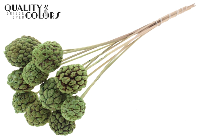 Atta Fruit on stem Bleached Mint