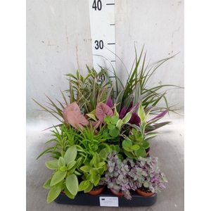 Planten  ..mix