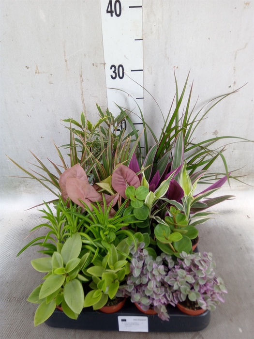 <h4>Planten  ..mix</h4>