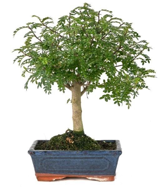 <h4>ZANTHOXYLUM PIPERIT</h4>