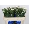 Aster Cassy