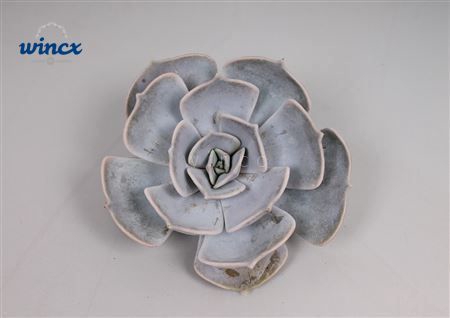 Echeveria Lilacina Cutflower Wincx-14cm