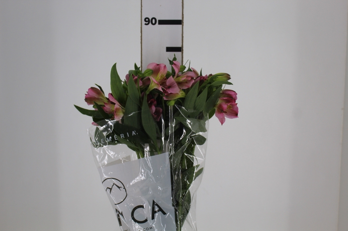 <h4>ALSTROEMERIA LIVORNO 080 CM</h4>