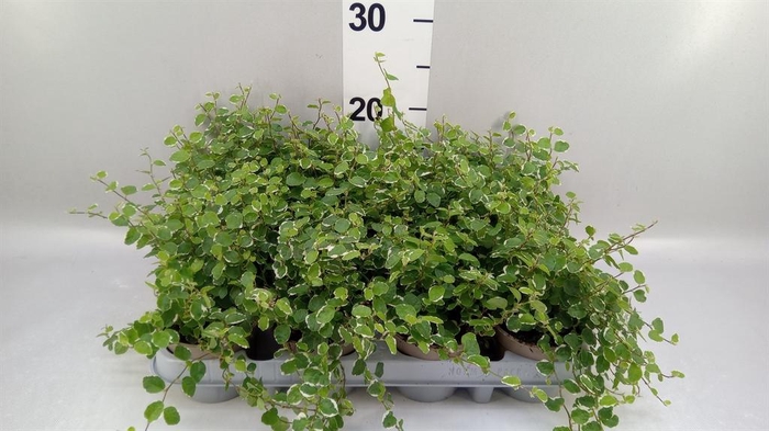 <h4>Ficus pumila 'White Sunny'</h4>
