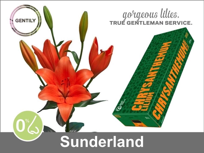 <h4>Li La Sunderland 5+</h4>