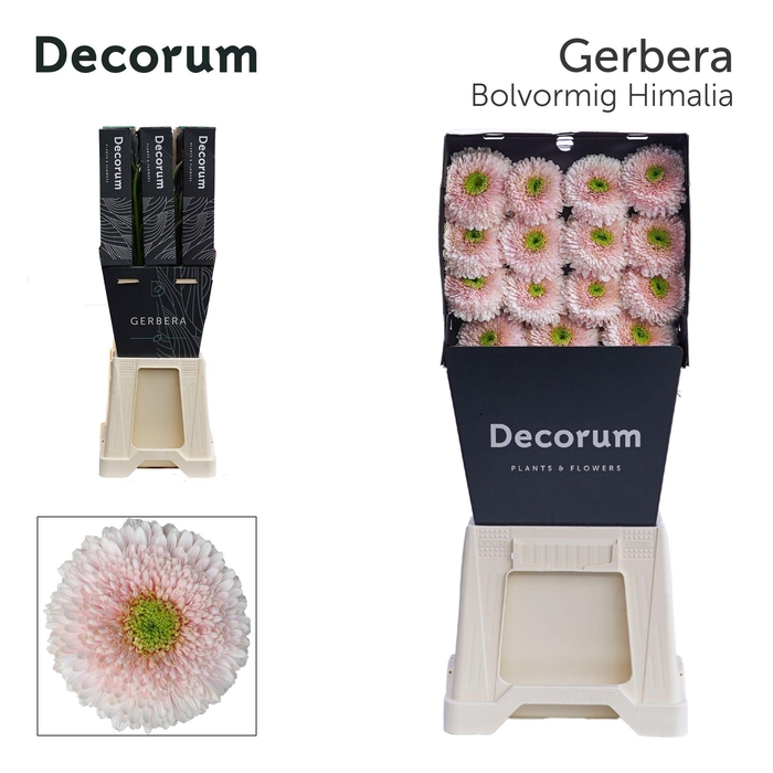 <h4>GE GB HIMALIA Diamond</h4>