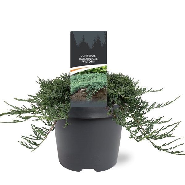 <h4>Juniperus hor. 'Wiltonii' 25-30 C3</h4>