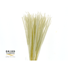 Dried Bleached Rat Tail Grass