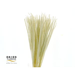 Dried Bleached Rat Tail Grass