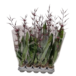 BRASSIA SUMMER DREAM