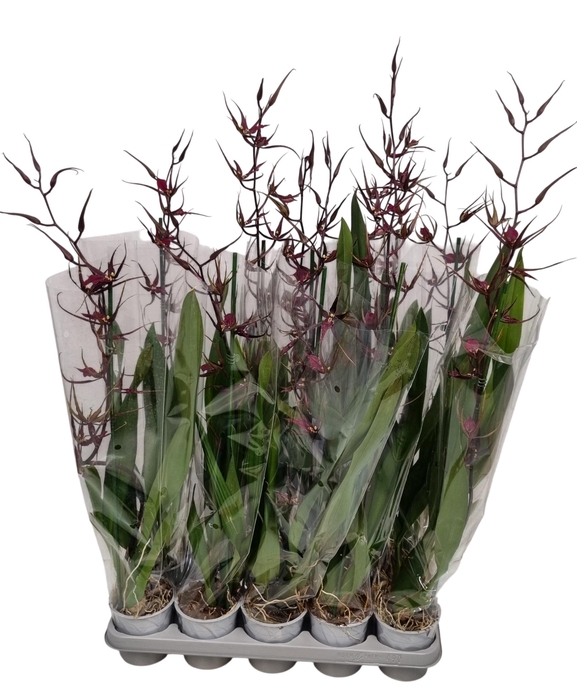 <h4>BRASSIA SUMMER DREAM</h4>