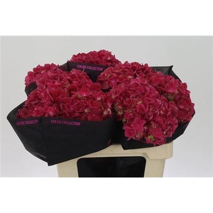 Hydr M Mag Trophy Red