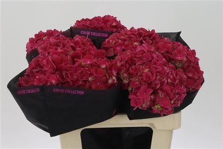 <h4>Hydr M Mag Trophy Red</h4>