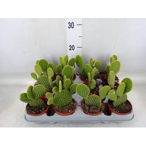 Opuntia microdasys var. pallida