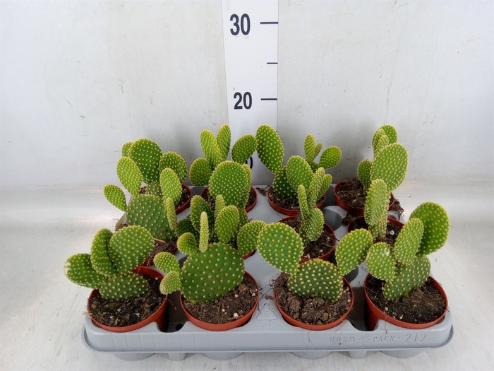 <h4>Opuntia microdasys var. pallida</h4>