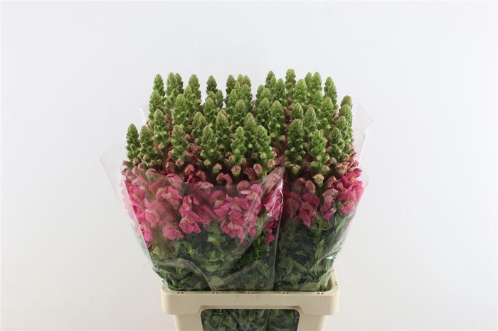 <h4>Antir Potomac Cherry Pink</h4>