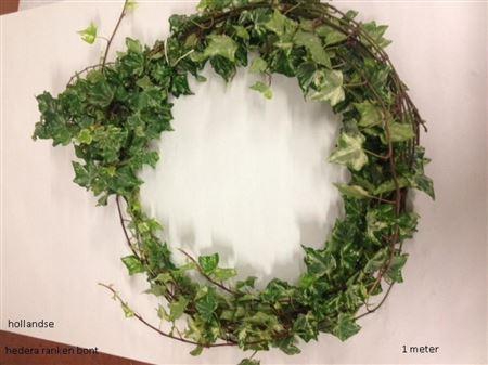 <h4>Hedera H Blad</h4>