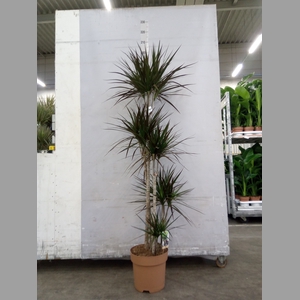 Dracaena marg. 'Magenta'