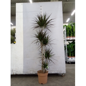 Dracaena marg. 'Magenta'