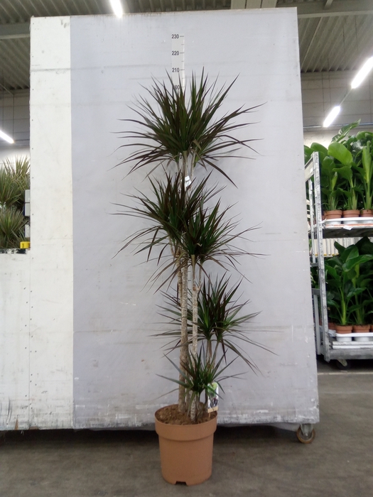 <h4>Dracaena marg. 'Magenta'</h4>