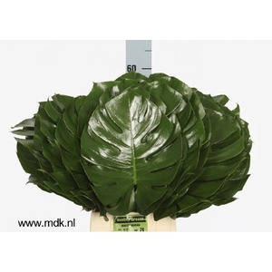 Monstera Blad 30 Cm