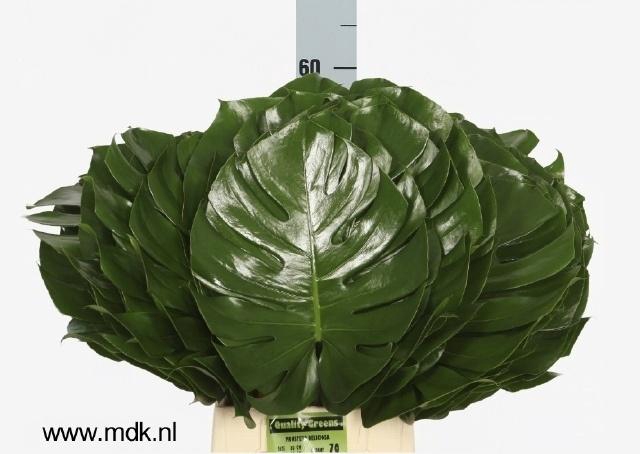 <h4>Monstera Blad 30 Cm</h4>