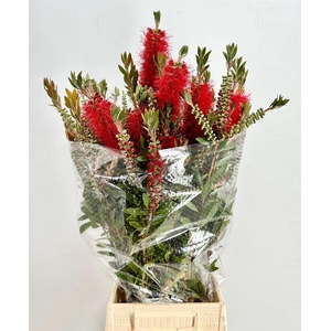 Callistemon P Bunch