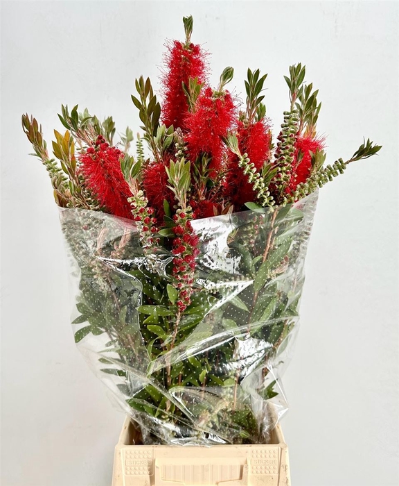 <h4>Callistemon P Bunch</h4>