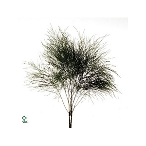 Leaf treefern per bunch (asparagus virgatus)