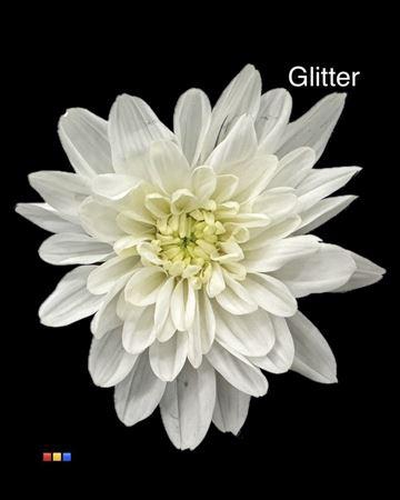 <h4>Chr T Euro White + Glit Bio</h4>