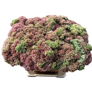 SEDUM SPECTABILE
