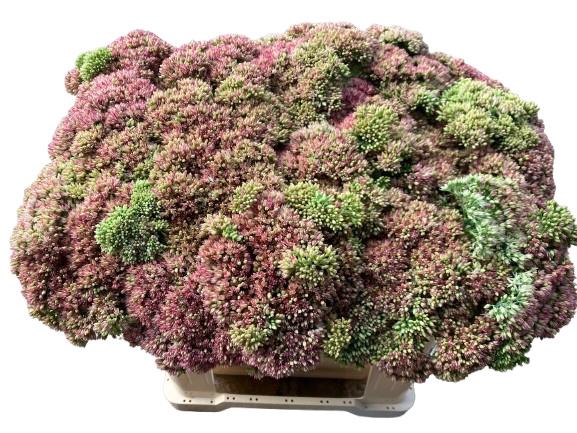 <h4>SEDUM SPECTABILE</h4>