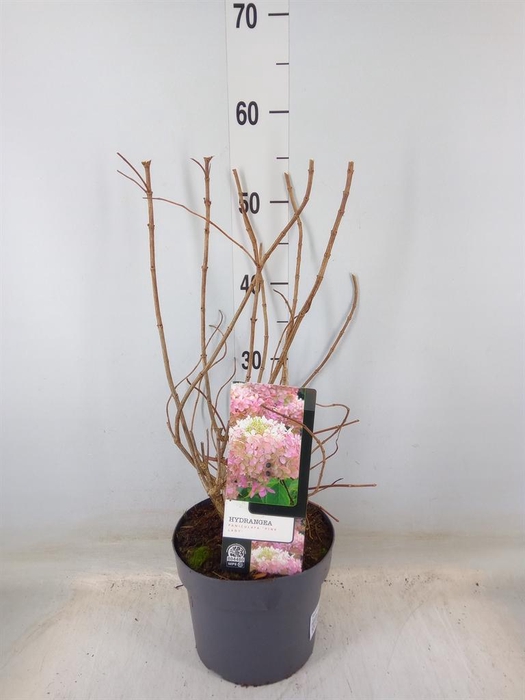 <h4>Hydrangea pan.</h4>